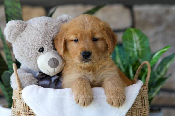 Image of Bunny, a Golden Retriever puppy