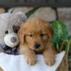 Image of Bunny, a Golden Retriever puppy