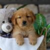 Image of Bunny, a Golden Retriever puppy