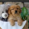 Image of Bunny, a Golden Retriever puppy