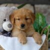 Image of Bunny, a Golden Retriever puppy