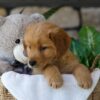 Image of Bunny, a Golden Retriever puppy