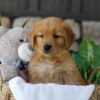 Image of Bunny, a Golden Retriever puppy