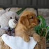 Image of Bunny, a Golden Retriever puppy