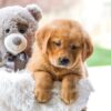 Image of Candace, a Golden Retriever puppy