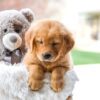 Image of Candace, a Golden Retriever puppy