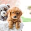 Image of Candace, a Golden Retriever puppy