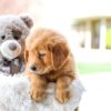 Image of Candace, a Golden Retriever puppy