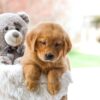 Image of Candace, a Golden Retriever puppy