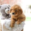Image of Candace, a Golden Retriever puppy