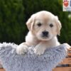 Image of Candy, a Golden Retriever puppy