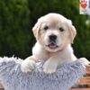 Image of Candy, a Golden Retriever puppy