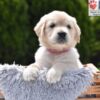 Image of Candy, a Golden Retriever puppy
