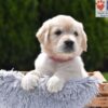 Image of Candy, a Golden Retriever puppy