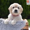 Image of Candy, a Golden Retriever puppy