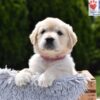Image of Candy, a Golden Retriever puppy