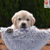 Image of Candy, a Golden Retriever puppy