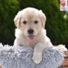 Image of Candy, a Golden Retriever puppy