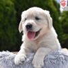 Image of Candy, a Golden Retriever puppy