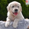 Image of Candy, a Golden Retriever puppy