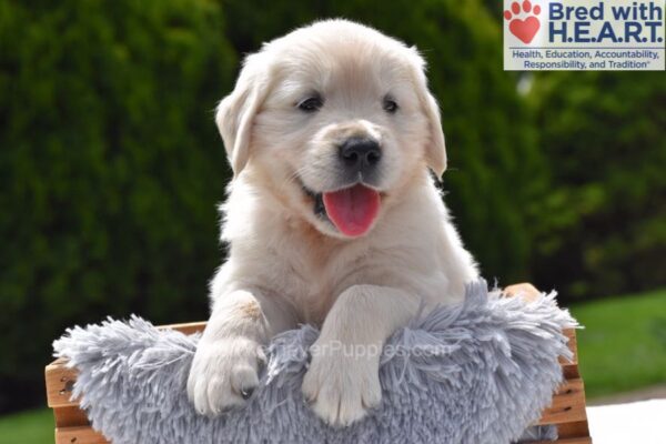 Image of Candy, a Golden Retriever puppy