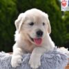 Image of Candy, a Golden Retriever puppy