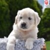 Image of Candy, a Golden Retriever puppy