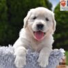 Image of Candy, a Golden Retriever puppy