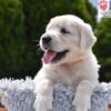 Image of Candy, a Golden Retriever puppy