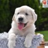 Image of Candy, a Golden Retriever puppy