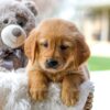 Image of Carly, a Golden Retriever puppy