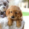 Image of Carly, a Golden Retriever puppy
