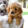 Image of Carly, a Golden Retriever puppy