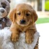 Image of Carly, a Golden Retriever puppy