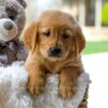 Image of Carly, a Golden Retriever puppy