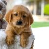Image of Carly, a Golden Retriever puppy