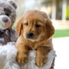 Image of Carly, a Golden Retriever puppy