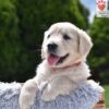 Image of Chai, a Golden Retriever puppy