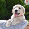 Image of Chai, a Golden Retriever puppy
