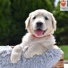 Image of Chai, a Golden Retriever puppy
