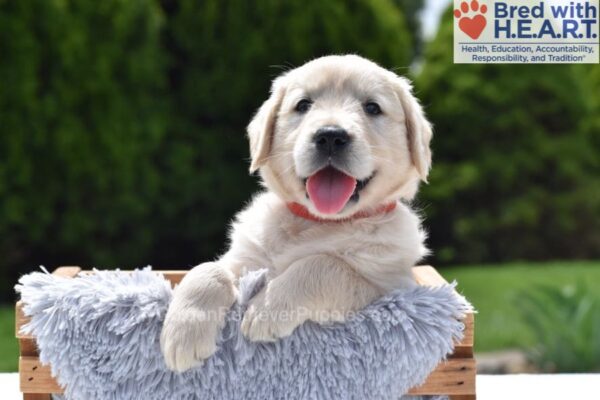 Image of Chai, a Golden Retriever puppy