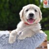 Image of Chai, a Golden Retriever puppy