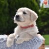 Image of Chai, a Golden Retriever puppy