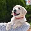 Image of Chai, a Golden Retriever puppy