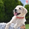 Image of Chai, a Golden Retriever puppy
