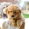 Image of Chase, a Golden Retriever puppy