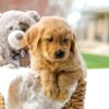 Image of Chase, a Golden Retriever puppy