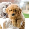 Image of Chase, a Golden Retriever puppy