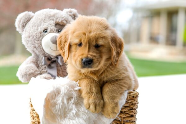 Image of Chase, a Golden Retriever puppy