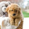 Image of Chase, a Golden Retriever puppy